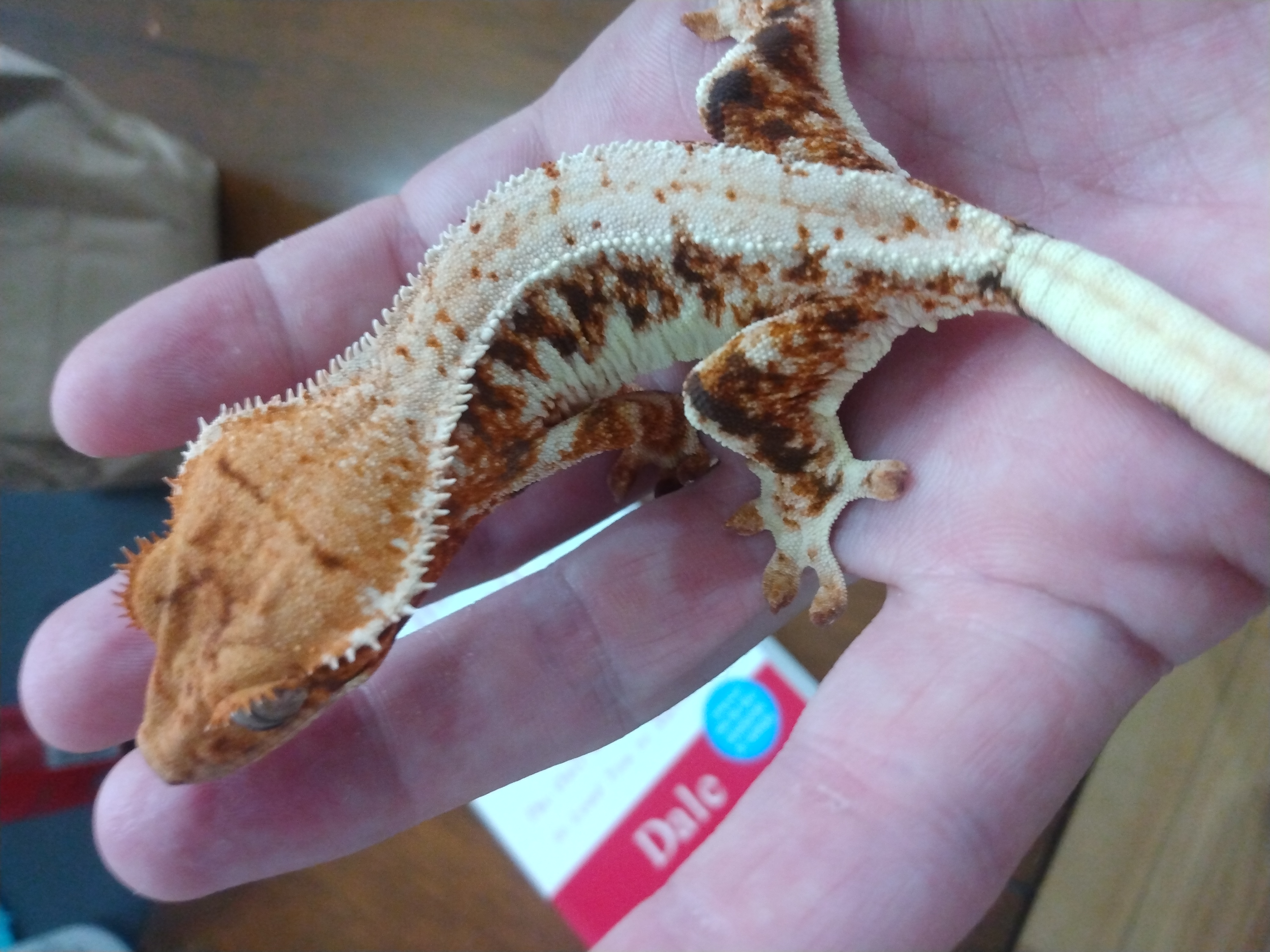 Rocky the Gecko